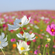 Imagen para el artículo titulado Por qué las flores de Reino Unido están floreciendo un mes antes de lo normal